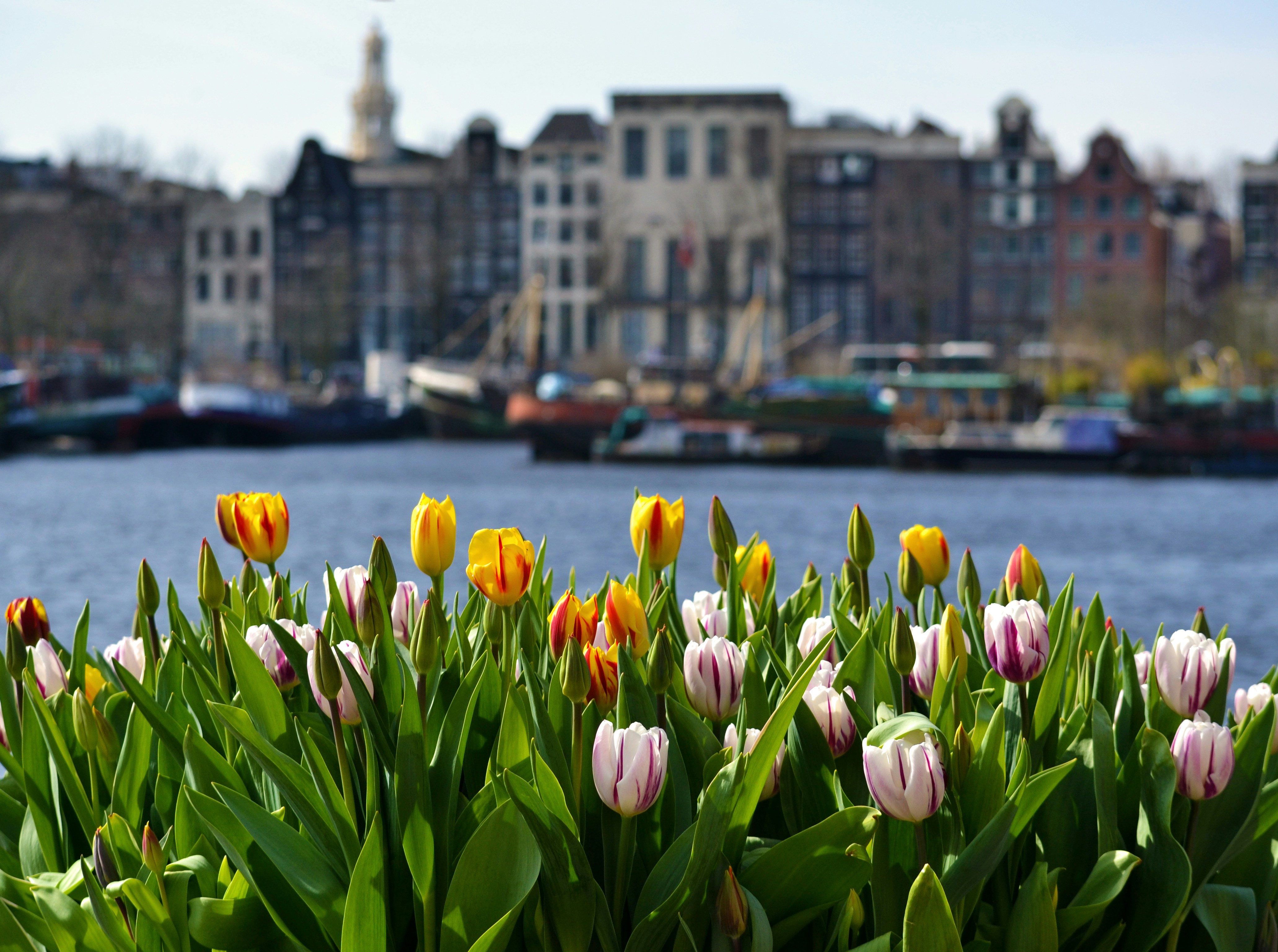 Spring tulips